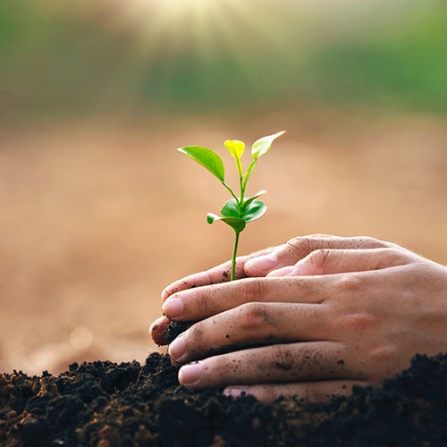 Hands planting a small seedling as a symbol of brighter futures